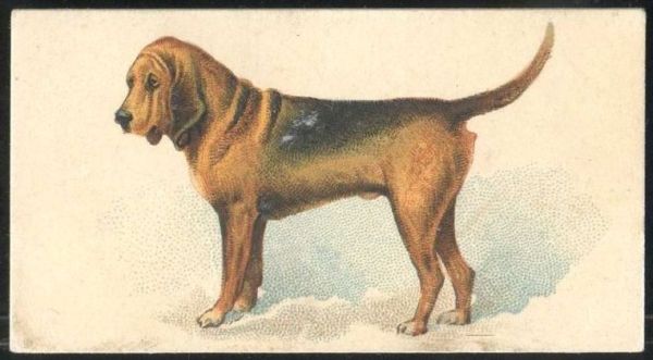 N163 Bloodhound.jpg